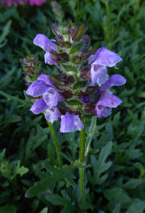 Under the Sea Selfheal, Heal-all, Prunella, Prunella vulgaris 'Under the Sea'